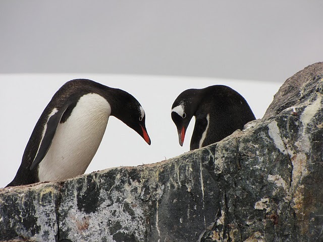Opečovávání vajíčka a nového přírustku, Antarktida