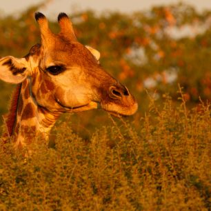 Jste tu sami..., Namíbie
