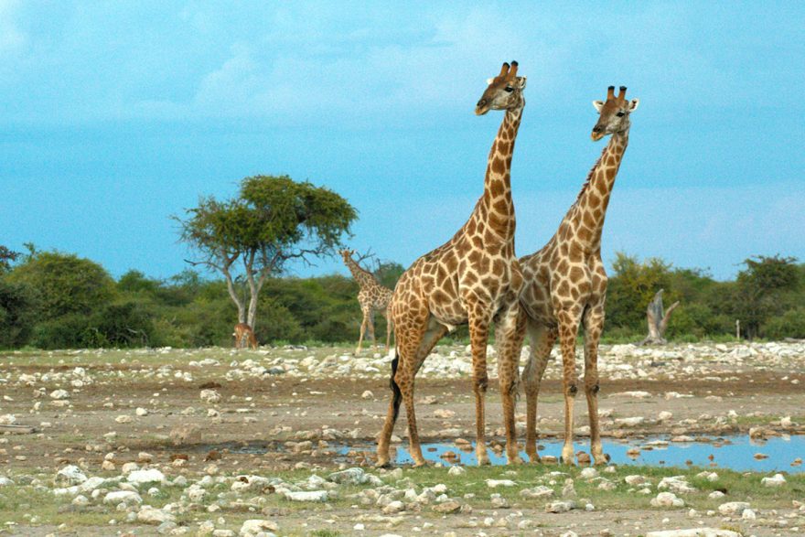 Žirafy, Namíbie
