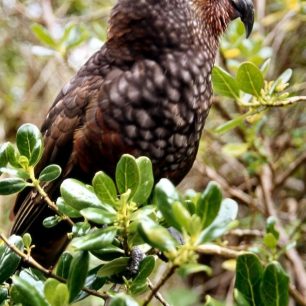 Papoušek Kaka, konkrétně jeho severoostrovní forma. Vzácnější příbuzný dalšího z novozélandských symbolů - horského papouška Kea