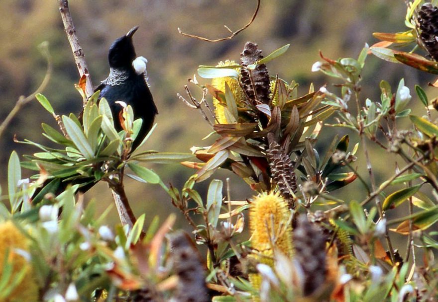 Tui bývá viděn obvykle pasoucí se" na květech rudých flaxů, typický je také jeho klouzavý let a rozšířen je po obou ostrove