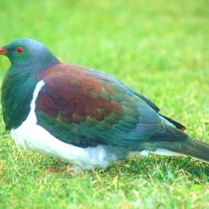 Další člen NZ ptačí říše - New Zealand Pigeon, zástupce holubů. Maorsky Kereru, nebo Kukupa, případně Parea, nebo také Woodpigeo