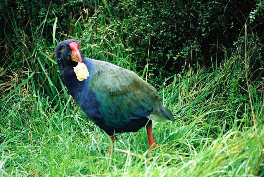 Téměř legendární slípka Takahe. Poslední zbytky populace (130ks v r. 1995) dnes žijí pouze v Murchison Mountains (NP Fiordland n