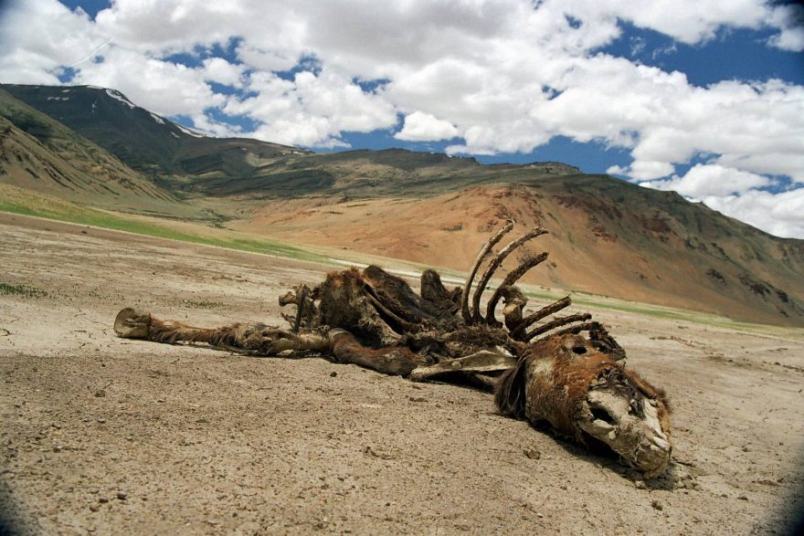 Ladakh je oblast srážkového stínu, voda je vzácná.