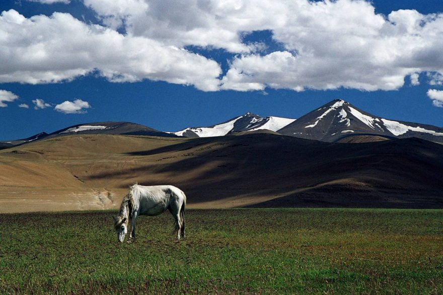 O koně je třeba se dobře starat, bez nich by bylo zle