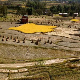 Ryza, susena na ceste z Nagarkotu
