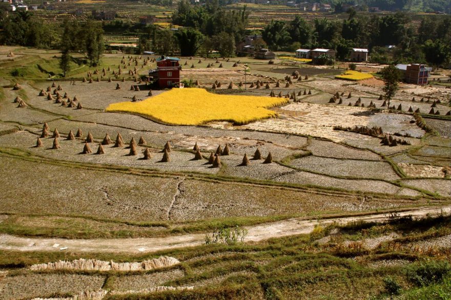 Ryza, susena na ceste z Nagarkotu