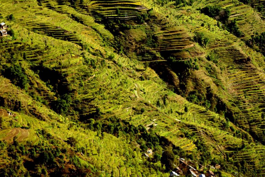 Zelene polia pod Chisapani