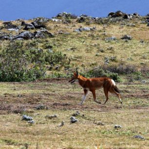 etiopský vlček