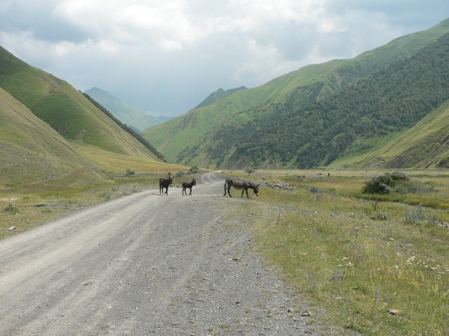 Oslíci na treku