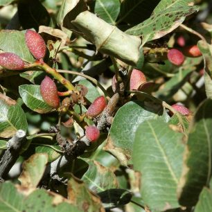 Pistácie, oříšek, který na dně kaňonu naleznete doslova na každém kroku