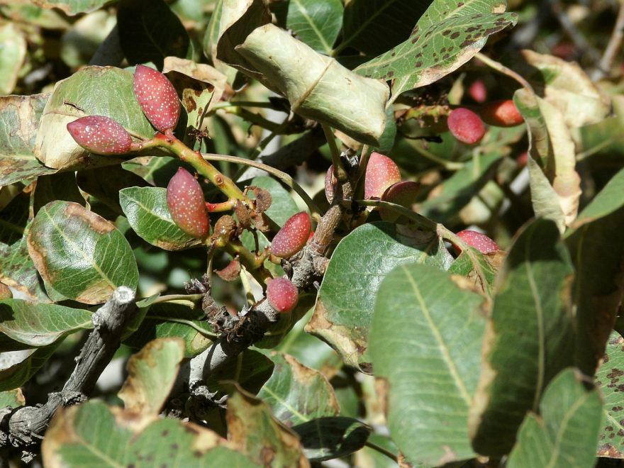 Pistácie, oříšek, který na dně kaňonu naleznete doslova na každém kroku