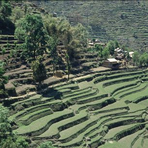 Políčka v údolí Marsyangdi