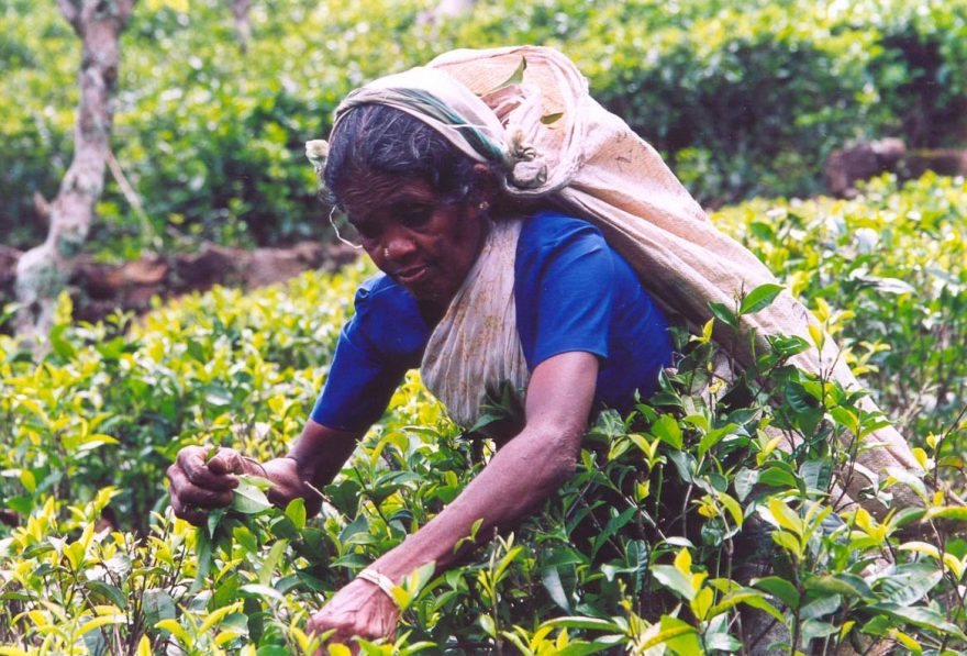 Vysočina uprostřed ostrova je vlastně jednou velkou čajovou plantáží