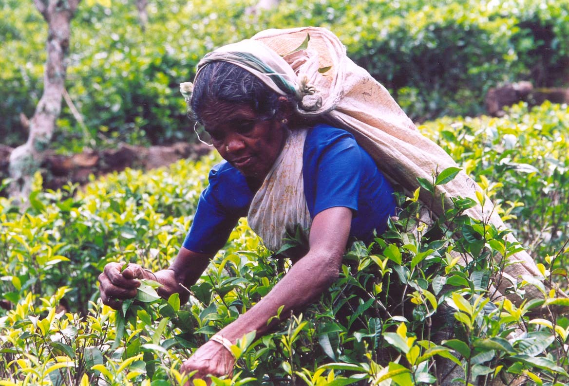Vysočina uprostřed ostrova je vlastně jednou velkou čajovou plantáží