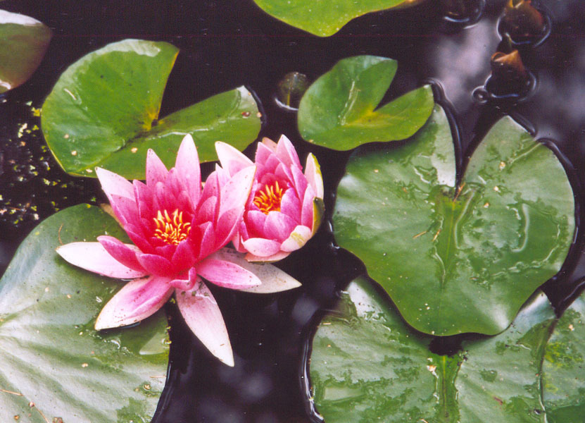 O exotické  květy není na Šrí Lance nouze v žádném ročním období