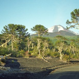 Araukárie a pravěká krajina v národním parku Conguillío, Chile