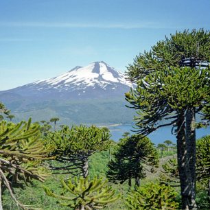 Dvě poznávací znamení NP Conguillío - vzrostlé araukárie a dýmající Llaima, Chile