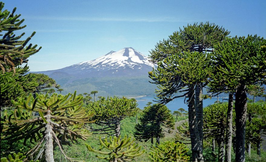 Dvě poznávací znamení NP Conguillío - vzrostlé araukárie a dýmající Llaima, Chile