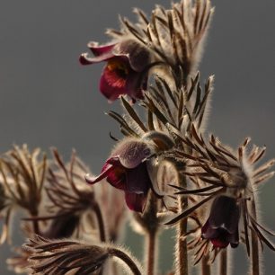 Koniklec luční český