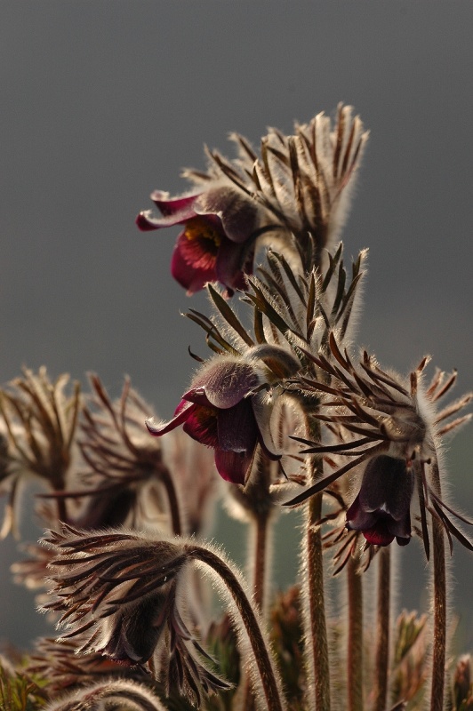 Koniklec luční český