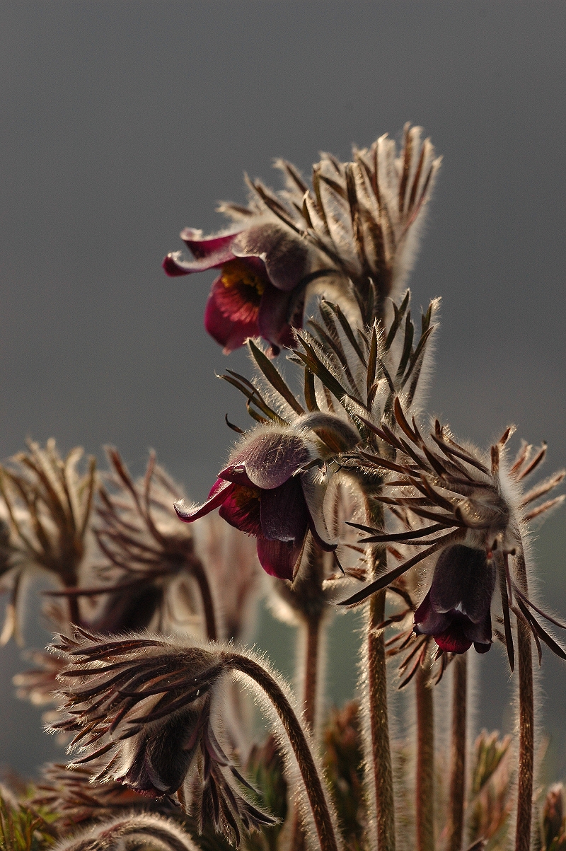 koniklec luční český