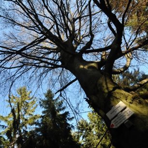 Kuní hora - rozcestník