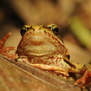 skokan hnědý na Kozím vrchu