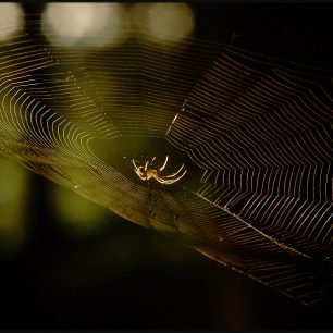 zlatý pavouk