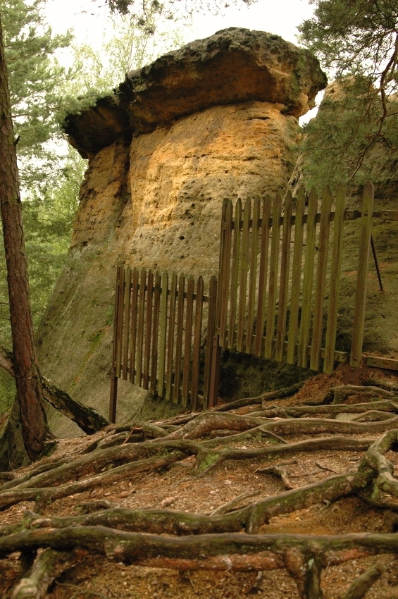 pokličky v zahrádce