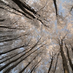 pohled do zimních korun