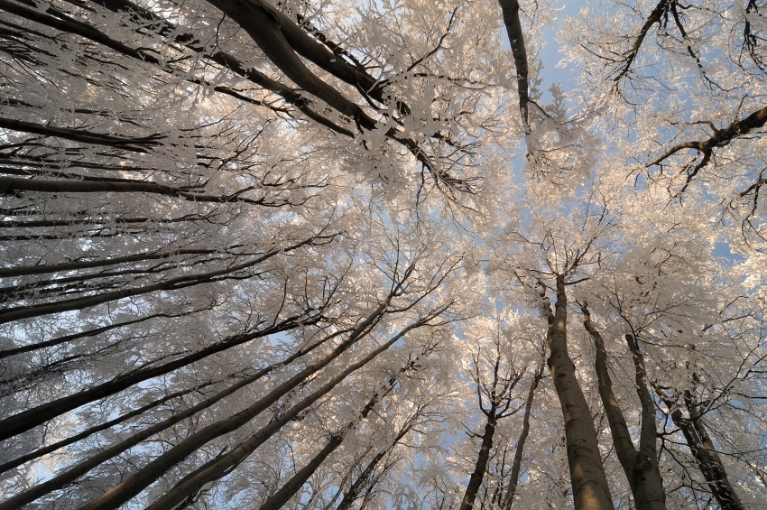 pohled do zimních korun