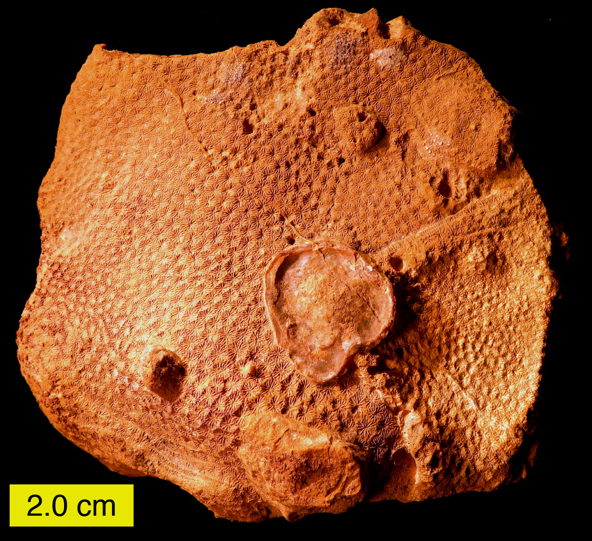 fosilní korál
