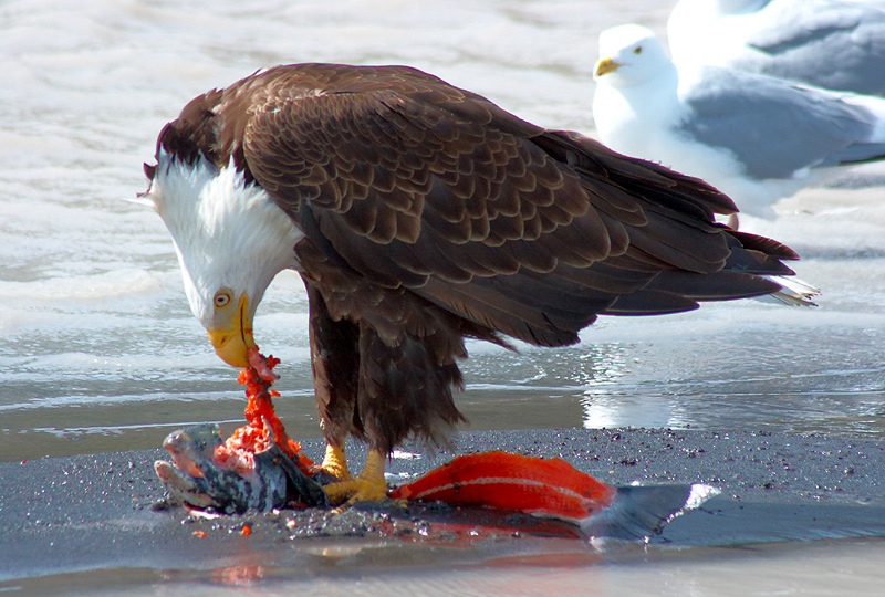 Orel bělohlavý (Haliaeetus leucocephalus) žije po celé Severní Americe. Největší jedinci se vyskytují na Aljašce, kde samice dosahují rozpětí křídel i 2,4 m. Samice jsou vždy větší než samci a to zhruba o čtvrtinu. Orel bělohlavý se také stal symbolem Spo