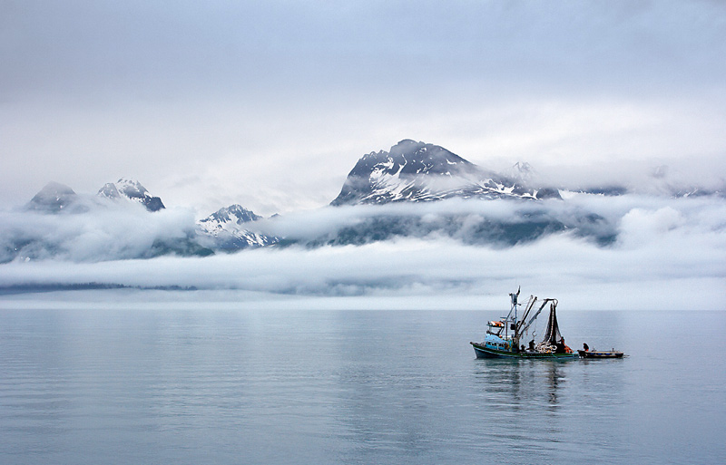 Strmými horami a ledovci uzavřený záliv Prince William Sound na Aljašce se většinu roku halí do deště a mlhy. 