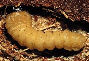 dřevokazný brouk perex