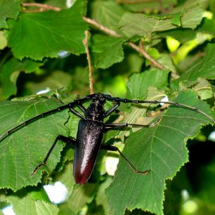 tesařík obrovský