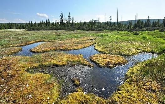 Rašeliniště Jizerky a Bukovec