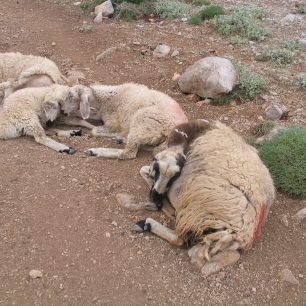 Unavené ovečky, Ala daglari, Turecko