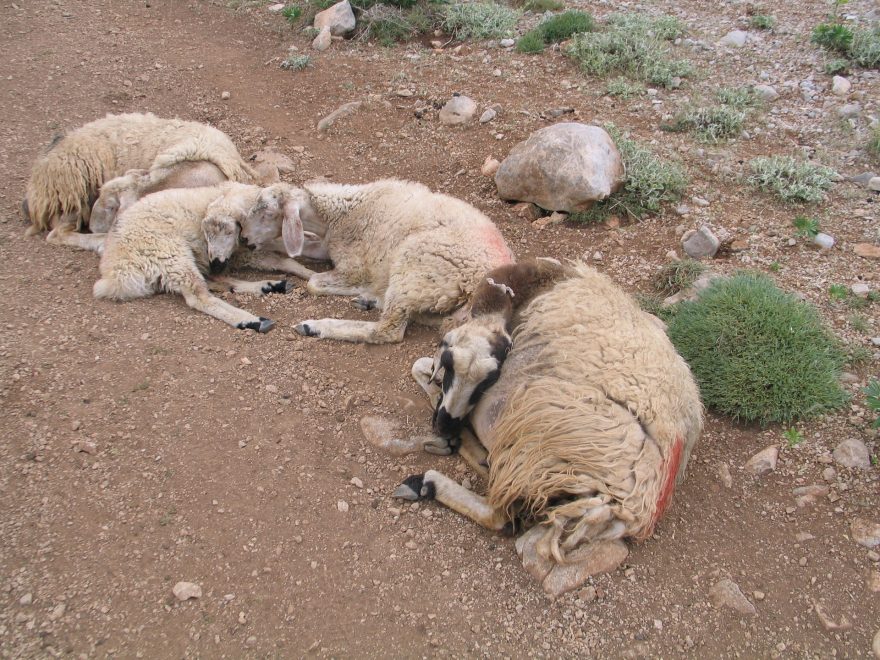 Unavené ovečky, Ala daglari, Turecko