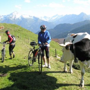 Všudypřítomný dobytek