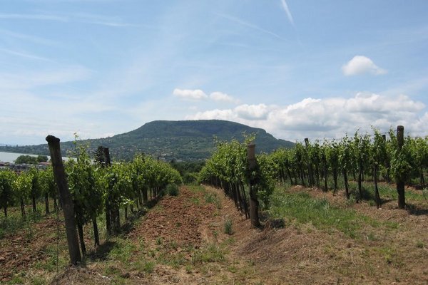 Krajem dobrého vína