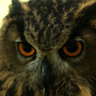 výr velký - žlutý pohled