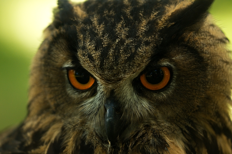 výr velký - žlutý pohled