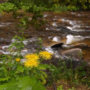 Divoká Orlice-kamzičník rakouský