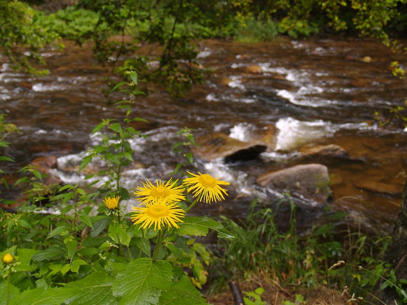 Divoká Orlice-kamzičník rakouský