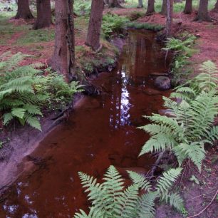 lesní potůček