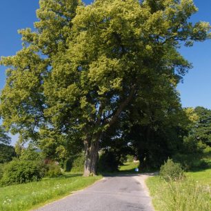 Památná Luňáčkova lípa