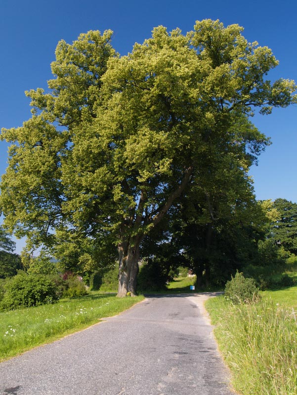 Památná Luňáčkova lípa