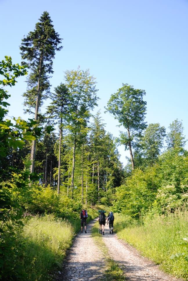 Lesní cesta nad Bílou vodou..